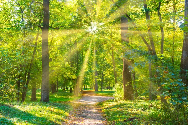 Skogspark Med Gröna Träd Och Solnedgång Sol Ljus — Stockfoto