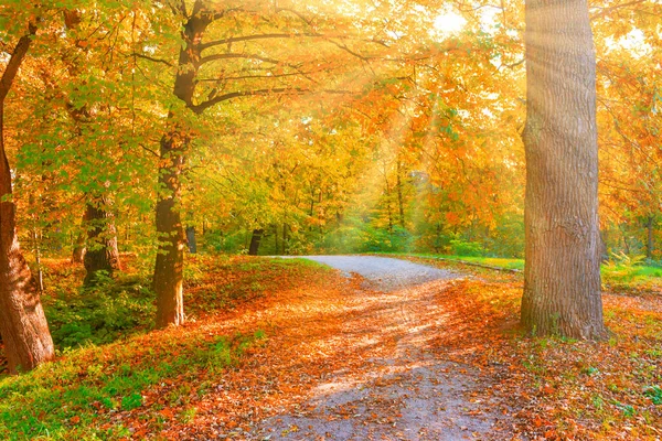 Boom Het Najaar Park Herfst Landschap Gele Bomen — Stockfoto