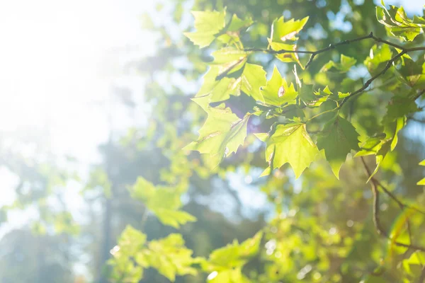 緑の紅葉と太陽の光 — ストック写真