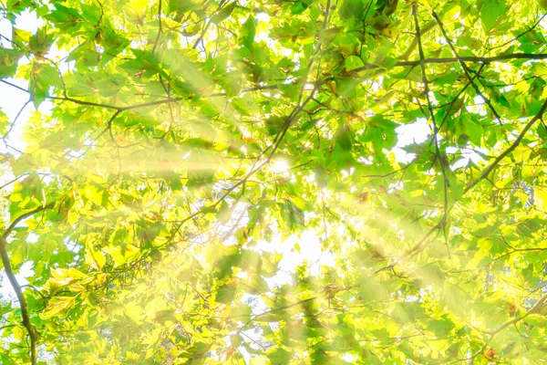 Zielone Liście Zielone Drzewo Światło Słoneczne — Zdjęcie stockowe