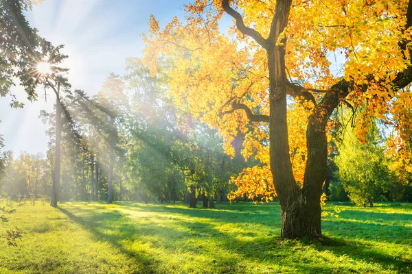Желтое Осеннее Дерево Зеленом Поле Осенними Деревьями — стоковое фото