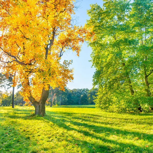 Żółte Jesienne Drzewo Zielonym Polu Jesiennymi Drzewami — Zdjęcie stockowe