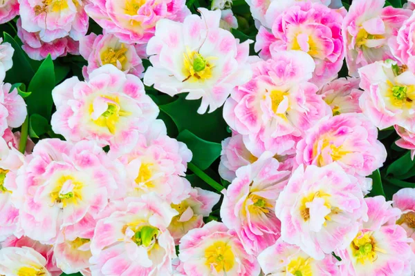粉红色的花郁金香花束 自然界的花景 — 图库照片