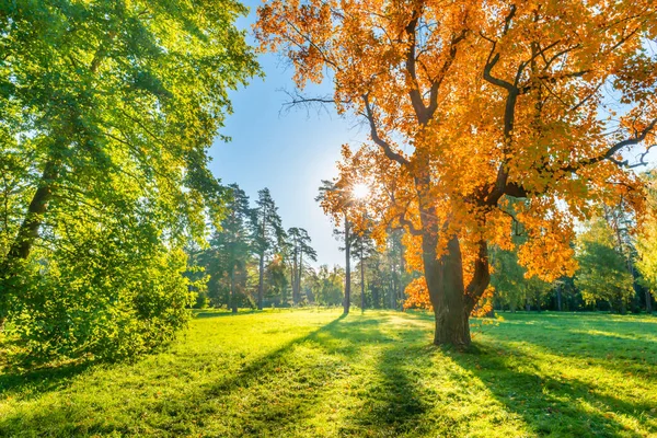 Sonbahar Ağaçlarıyla Yeşil Tarlada Sarı Sonbahar Ağacı — Stok fotoğraf