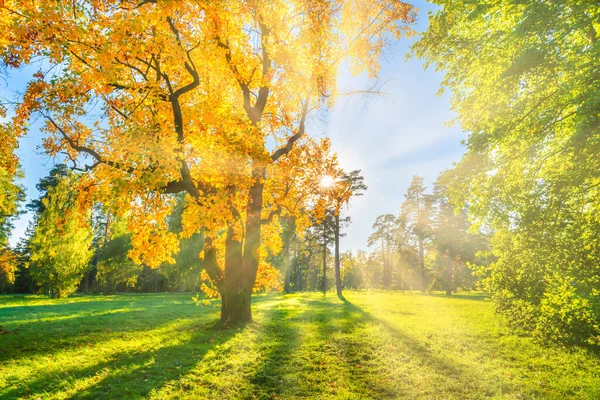 绿地上的黄秋树 秋天的树 — 图库照片
