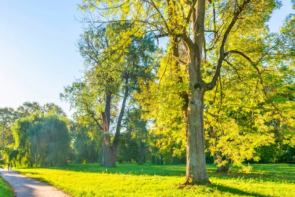 Grüner Park Mit Grünen Bäumen Mit Gasse Bei Sonnenuntergang — Stockfoto