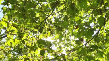Yeşil yapraklar ve yeşil yapraklar arasında parlayan güneş ışığı. 4K yavaş çekim klibi