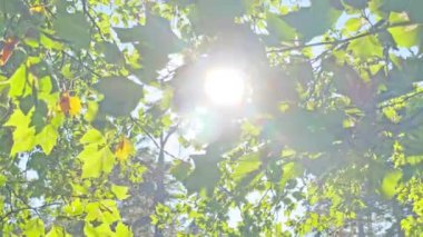 Yeşil yapraklar ve yeşil yapraklar arasında parlayan güneş ışığı. 4K yavaş çekim klibi