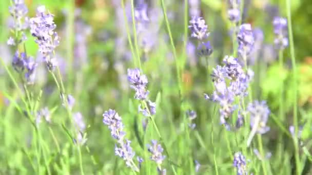 Lavendel Violette Bloemen Gras Plant Veld Schudden Wind — Stockvideo