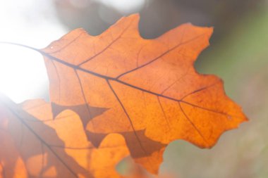 Kuru meşe yaprağı, kırmızı sonbahar makro yaprağı