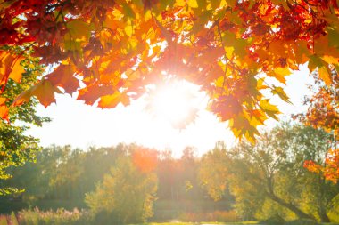 Sonbahar yaprakları sonbahar dokusu arka plan, kırmızı ve sarı sonbahar yaprakları