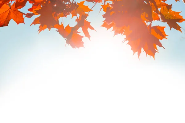 Hojas Otoño Caída Textura Aislada Sobre Fondo Blanco Hojas Otoño —  Fotos de Stock