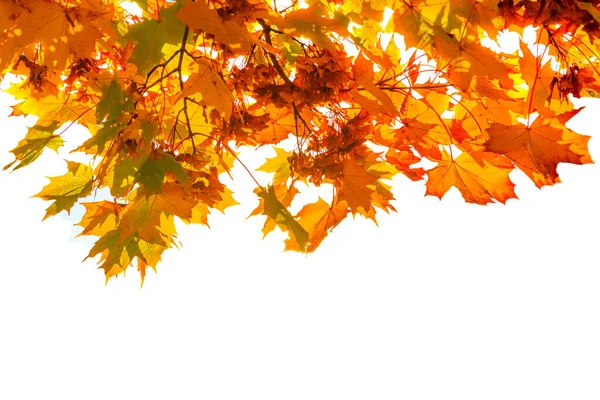 Herbstblätter Fallen Textur Isoliert Auf Weißem Hintergrund Rote Und Gelbe — Stockfoto