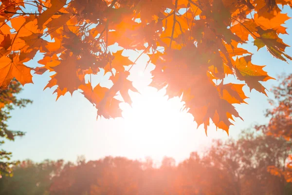 Осенние Листья Опадают Фоне Текстуры Красные Желтые Осенние Листья — стоковое фото