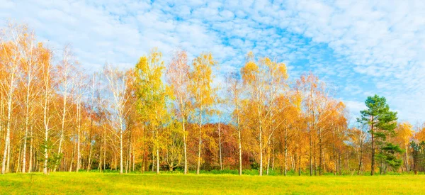 Őszi Erdő Táj Őszi Nyírfa Sárga Levelek — Stock Fotó