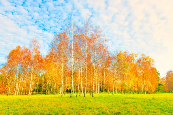 Autumn Forest Landscape Autumn Birch Trees Yellow Leaves — Stock Photo, Image