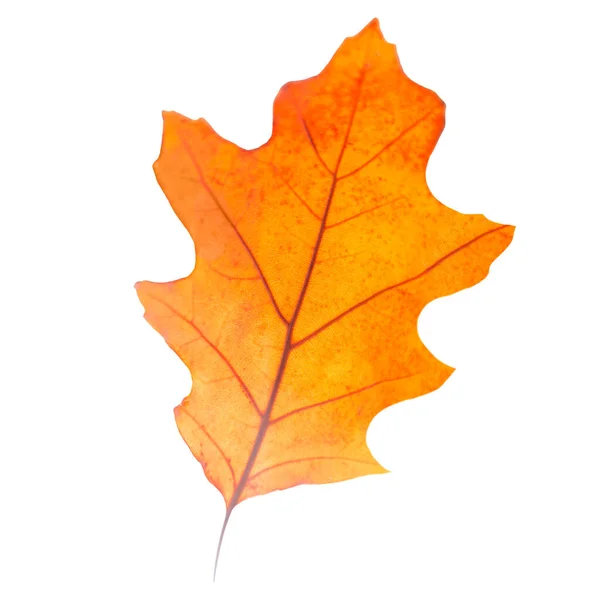 Сухой Дуб Осенний Лист Изолирован Белом Фоне Красный Осенний Макро — стоковое фото