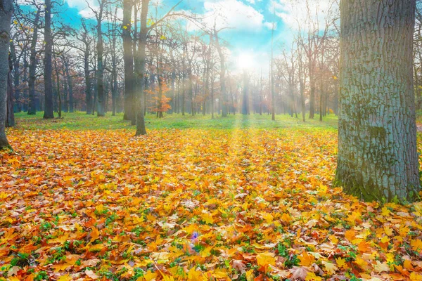 秋天公园森林日落时分 秋天树上长满了秋叶 — 图库照片