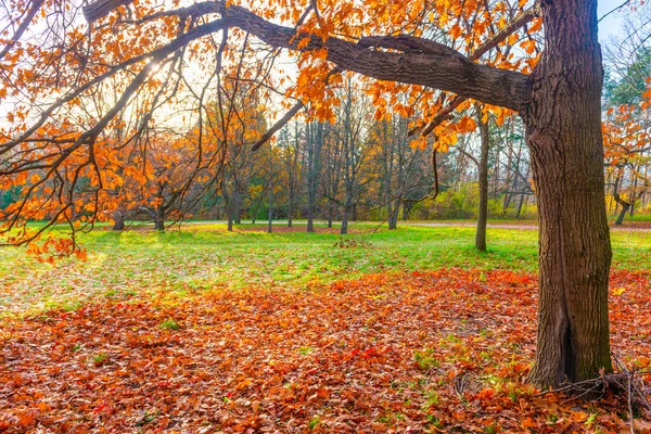 紅葉のある秋の公園林と紅葉 — ストック写真