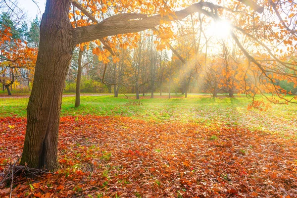 Floresta Parque Outono Árvore Outono Com Folhas Outono — Fotografia de Stock