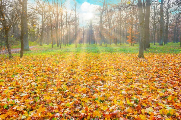 Őszi Park Erdő Naplemente Őszi Őszi Levelekkel — Stock Fotó