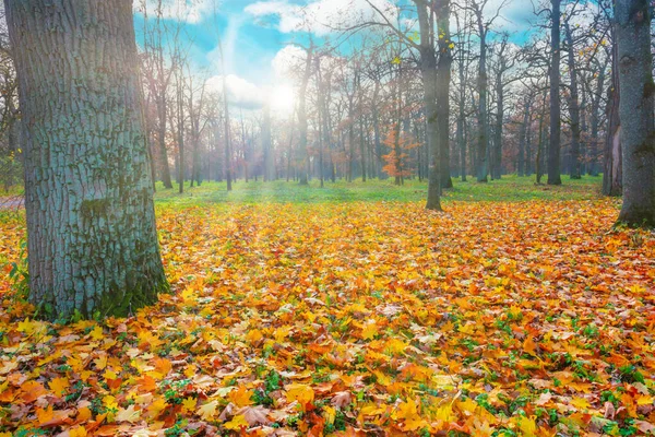 秋の公園の森の夕日と紅葉の木 — ストック写真