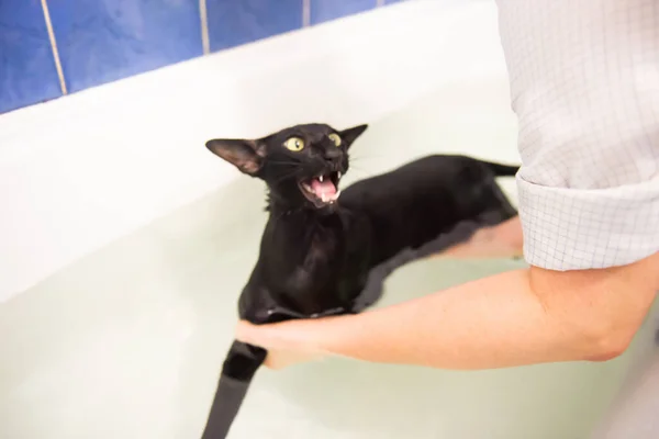 Black Cat Water Taking Bath Black Oriental Cat — Stock Fotó