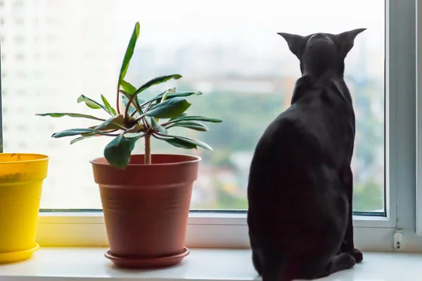 Czarny Orientalny Kot Parapet Patrząc Okno — Zdjęcie stockowe