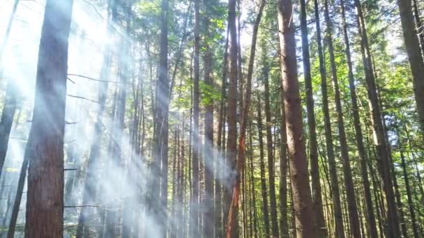 Forest Green Mist Pine Trees Sun Goes Foggy Trees Footage — Stock Video