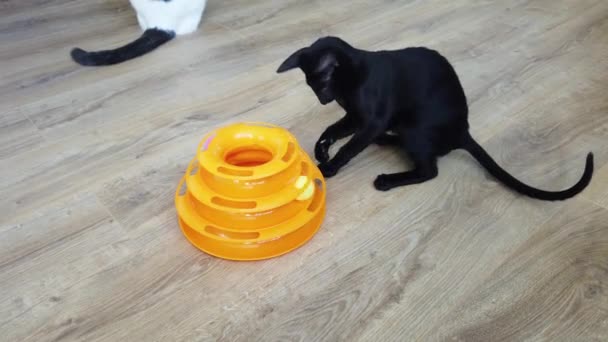 黒純血東洋の猫はおもちゃのボールで遊ぶ 4K映像クリップ — ストック動画