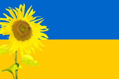 Ukraine flag and sunflower, Ukrainian flag sunflower concept