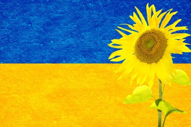 Ukraine flag and sunflower, Ukrainian flag sunflower concept