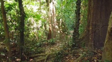 Yeşil tropikal ormanda büyük ağaçlarla yürüyün, 4K yürüyüş klipsi