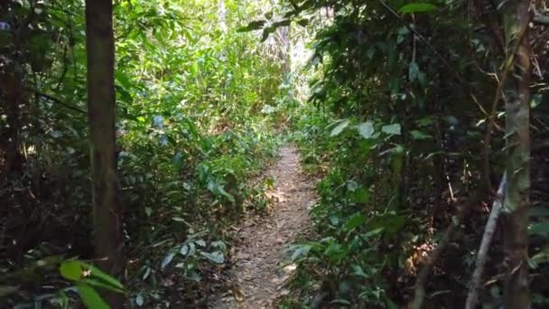 Walk Green Tropical Forest Big Trees Walking Clip — Vídeo de Stock
