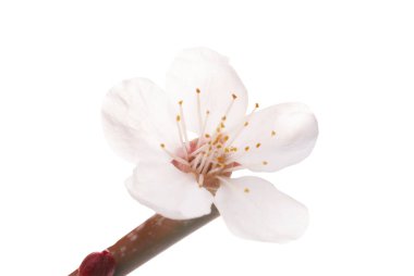 Almond white flower with branch isolated on white background