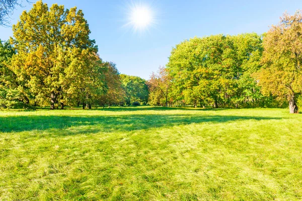 Zielone Pole Trawnik Jesienny Zachód Słońca Las Zielonymi Drzewami — Zdjęcie stockowe
