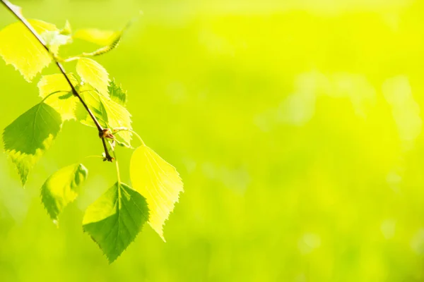Folhas Verdes Fundo Grama Mola Verde Macia — Fotografia de Stock