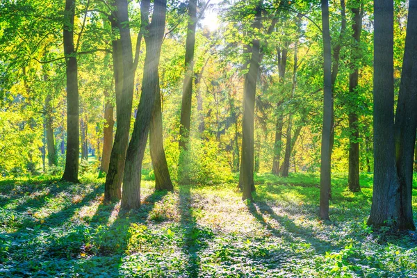 Ormanda Günbatımı Yeşil Ağaçlar Güneş Işığı — Stok fotoğraf