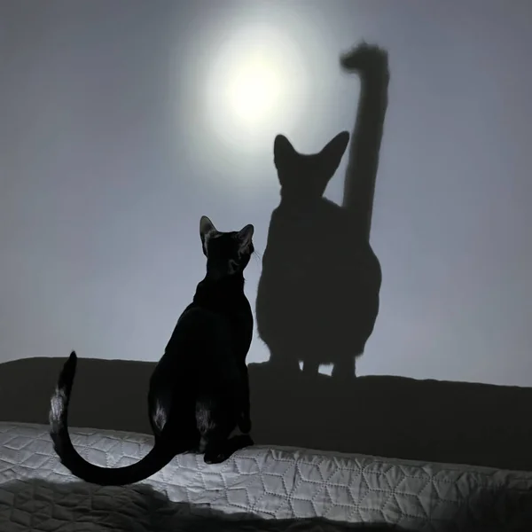 Black cat and black cat shadow at moon night