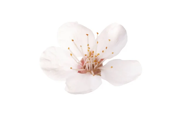 Amêndoa Flor Branca Isolada Fundo Branco — Fotografia de Stock