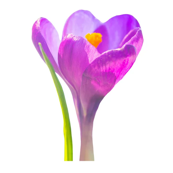 Crocus Violet Fleur Png Isolé Sur Fond Transparent — Photo