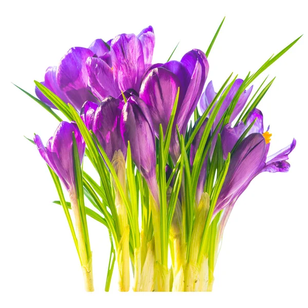 Bouquet Fleurs Crocus Violet Png Isolé Sur Fond Transparent — Photo