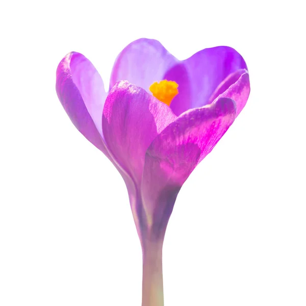 Crocus Violet Fleur Png Isolé Sur Fond Transparent — Photo
