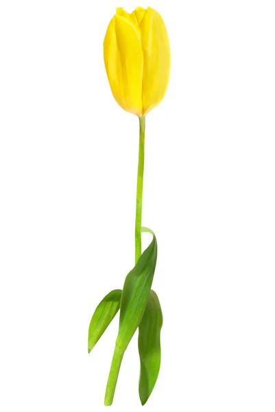 Sárga Tulipán Tavaszi Virág Elszigetelt Fehér Háttér — Stock Fotó