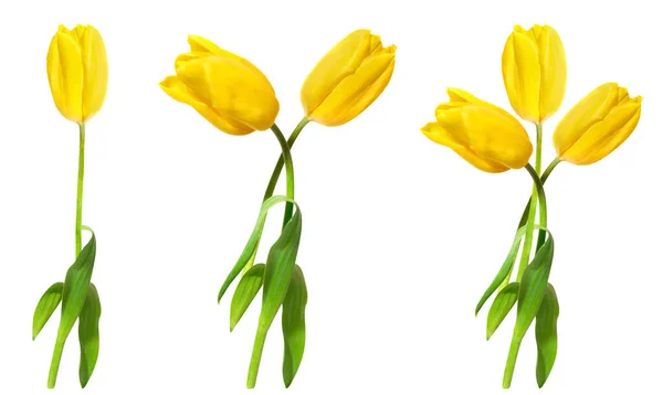 Жовті Тюльпани Набір Ізольовані Білому Тлі — стокове фото
