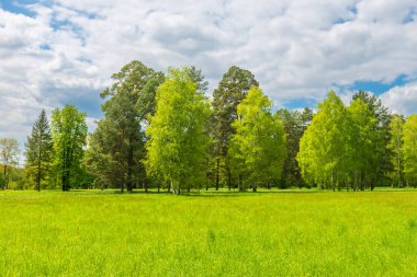 Orman manzarası ve yeşil çim tarlası