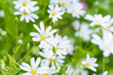 Vahşi beyaz çiçekler ve yeşil çayır