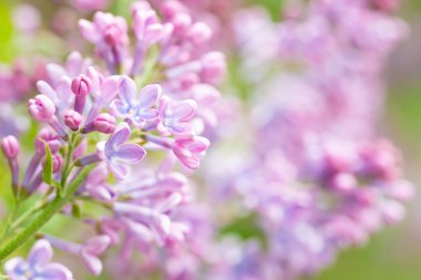 Eflatun mor çiçekler bahar çiçekleri.