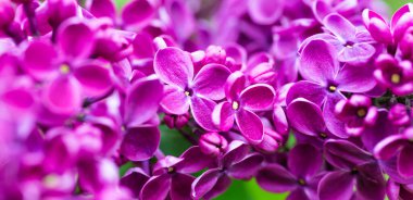 Mor leylak çiçekleri makro panorama çiçeği arka plan, çiçek arkaplan