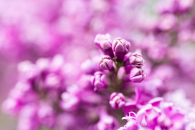 Mor leylak çiçekleri makro fon, çiçek arkaplan